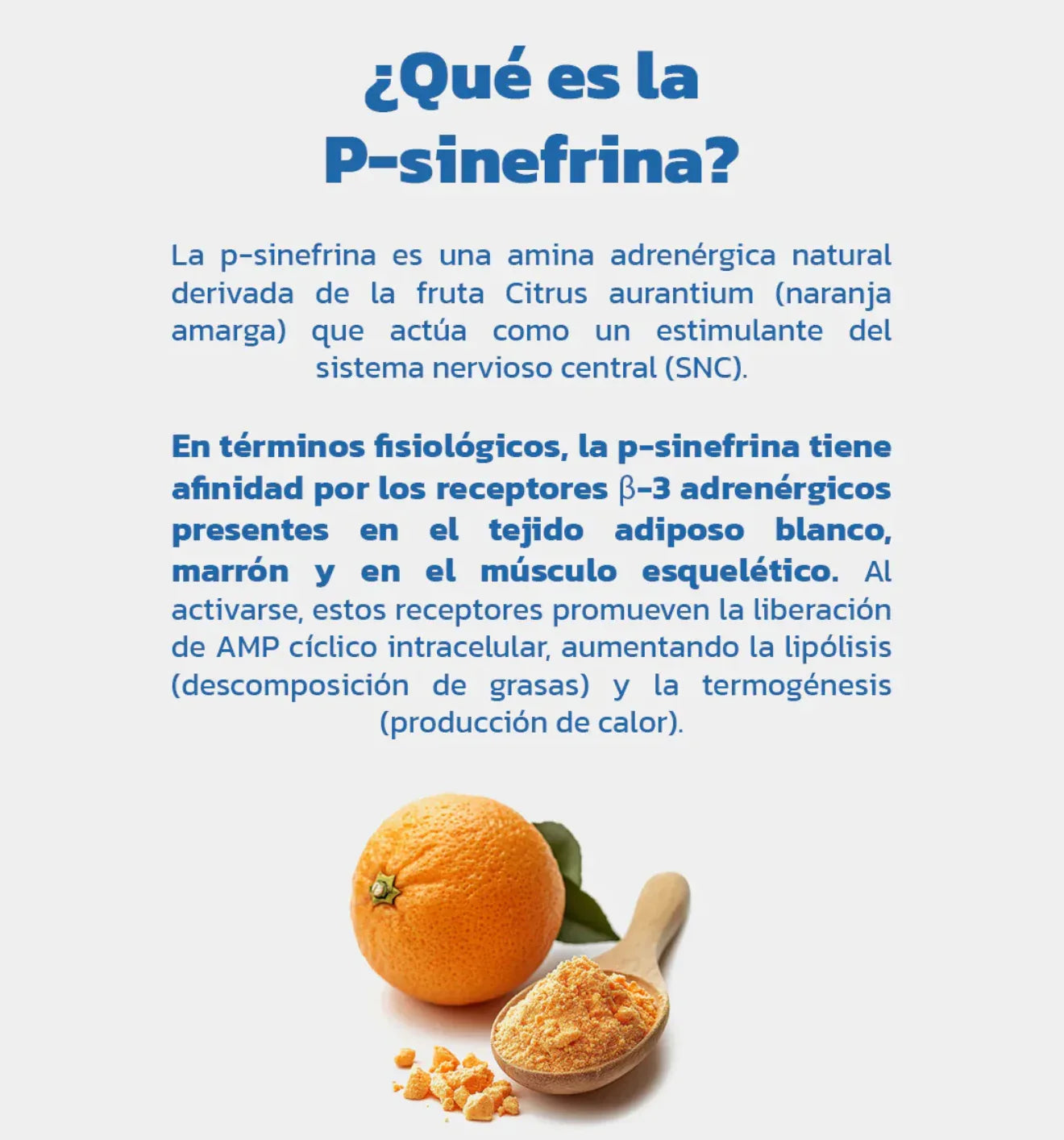 Sinefrina SNF Essentials - Quemador Sin Cafeína - Get Fit Mexico